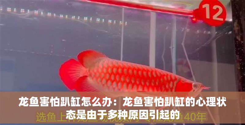 龍魚害怕趴缸怎么辦：龍魚害怕趴缸的心理狀態(tài)是由于多種原因引起的