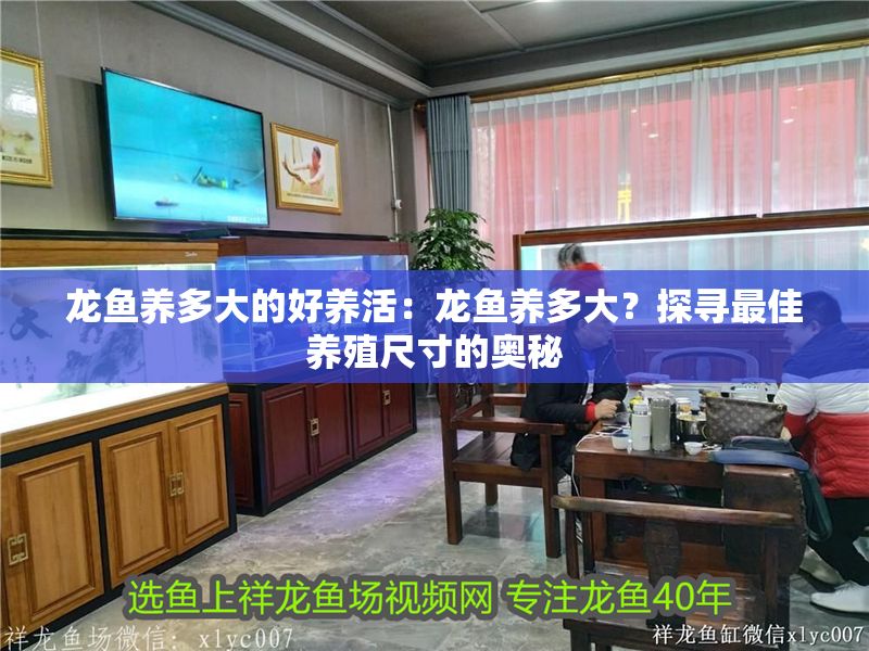 龍魚養(yǎng)多大的好養(yǎng)活：龍魚養(yǎng)多大？探尋最佳養(yǎng)殖尺寸的奧秘