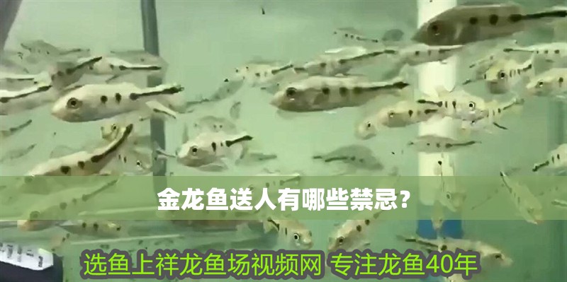 金龍魚送人有哪些禁忌？