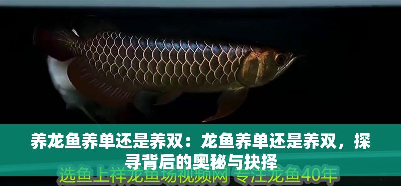 養龍魚養單還是養雙：龍魚養單還是養雙，探尋背后的奧秘與抉擇