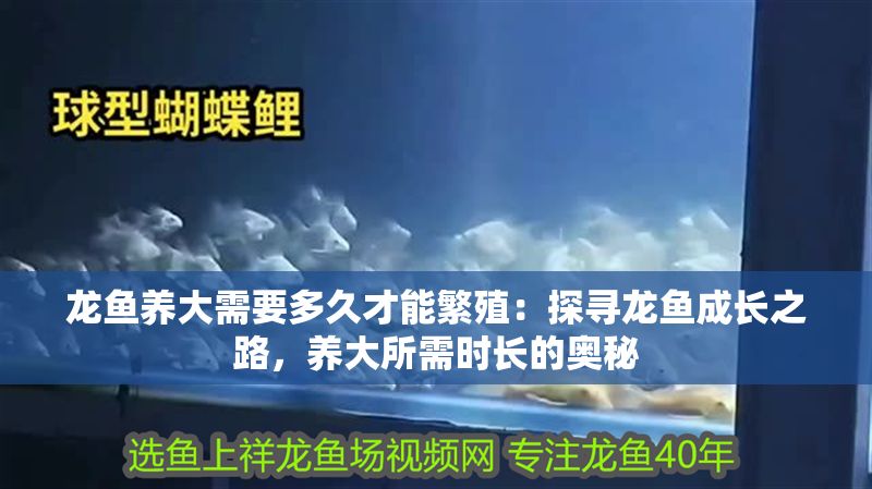 龍魚養大需要多久才能繁殖：探尋龍魚成長之路，養大所需時長的奧秘