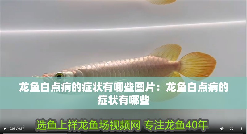龍魚白點病的癥狀有哪些圖片：龍魚白點病的癥狀有哪些