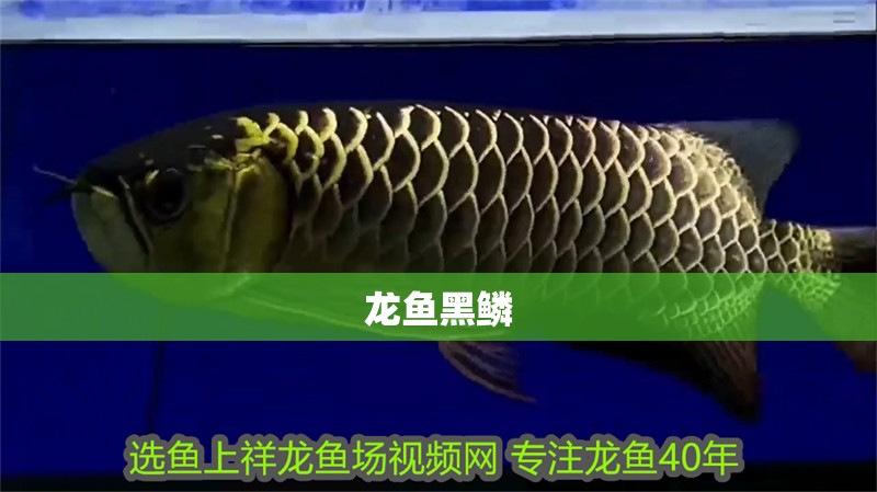 龍魚黑鱗