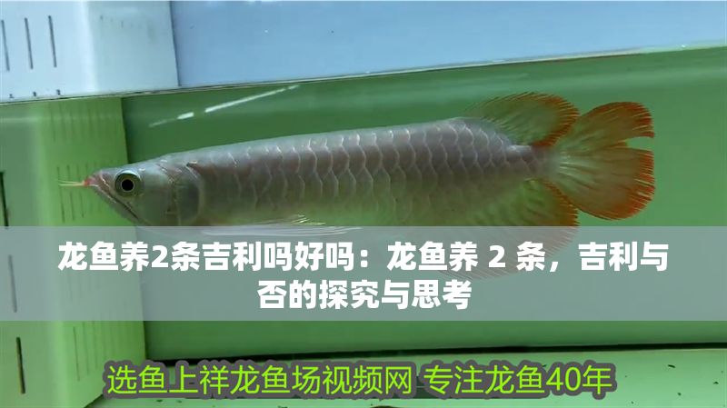 龍魚養2條吉利嗎好嗎：龍魚養 2 條，吉利與否的探究與思考