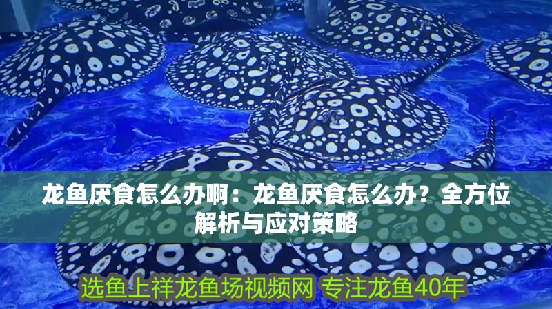 龍魚厭食怎么辦啊：龍魚厭食怎么辦？全方位解析與應對策略