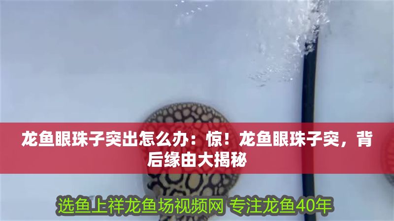 龍魚眼珠子突出怎么辦：驚！龍魚眼珠子突，背后緣由大揭秘