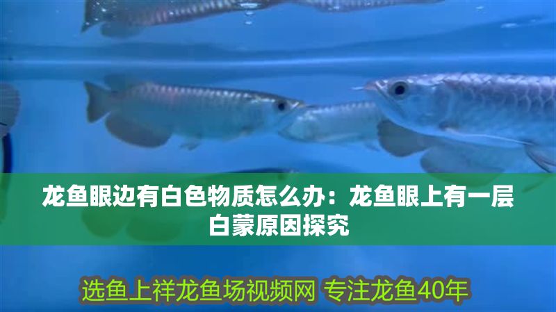 龍魚眼邊有白色物質怎么辦：龍魚眼上有一層白蒙原因探究
