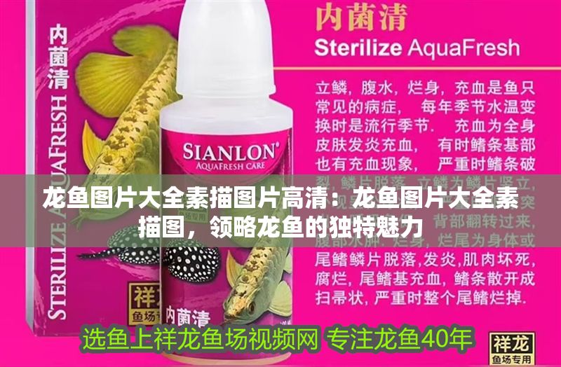 龍魚圖片大全素描圖片高清：龍魚圖片大全素描圖，領略龍魚的獨特魅力 龍魚圖片大全素描圖片高清：龍魚圖片大全素描圖，領略龍魚的獨特魅力 龍魚百科 第1張