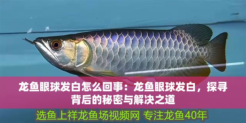 龍魚眼球發白怎么回事：龍魚眼球發白，探尋背后的秘密與解決之道