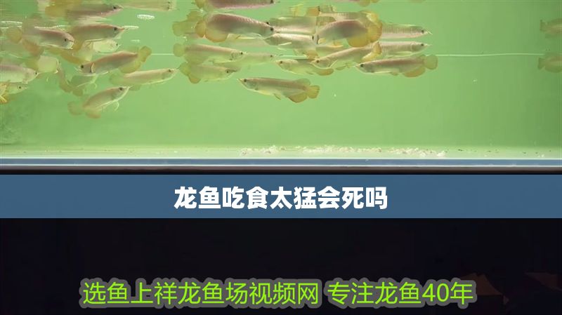 龍魚吃食太猛會死嗎