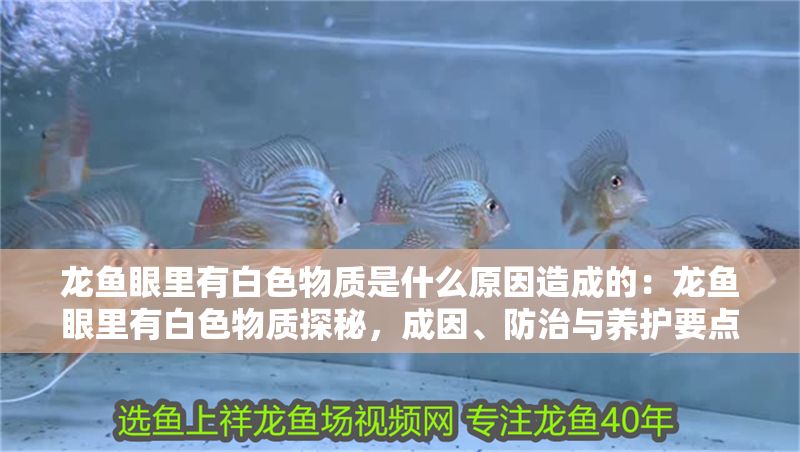 龍魚眼里有白色物質(zhì)是什么原因造成的：龍魚眼里有白色物質(zhì)探秘，成因、防治與養(yǎng)護要點