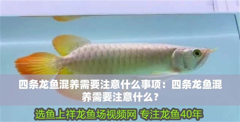 四條龍魚混養(yǎng)需要注意什么事項(xiàng)：四條龍魚混養(yǎng)需要注意什么？
