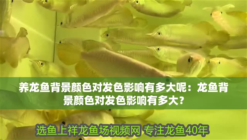 養(yǎng)龍魚背景顏色對發(fā)色影響有多大呢：龍魚背景顏色對發(fā)色影響有多大？