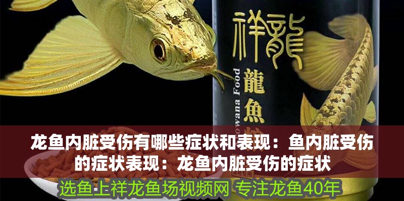龍魚內臟受傷有哪些癥狀和表現：魚內臟受傷的癥狀表現：龍魚內臟受傷的癥狀