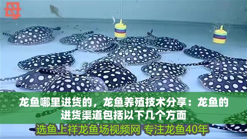 龍魚哪里進貨的，龍魚養(yǎng)殖技術分享：龍魚的進貨渠道包括以下幾個方面