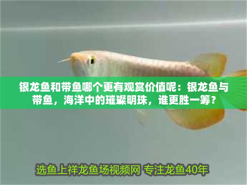 銀龍魚和帶魚哪個更有觀賞價值呢：銀龍魚與帶魚，海洋中的璀璨明珠，誰更勝一籌？