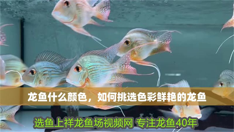 龍魚什么顏色，如何挑選色彩鮮艷的龍魚