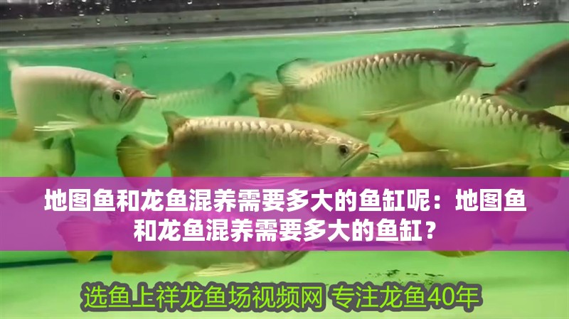 地圖魚和龍魚混養需要多大的魚缸呢：地圖魚和龍魚混養需要多大的魚缸？