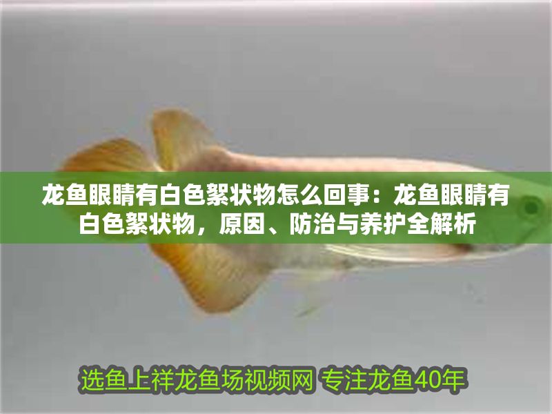 龍魚眼睛有白色絮狀物怎么回事：龍魚眼睛有白色絮狀物，原因、防治與養(yǎng)護(hù)全解析