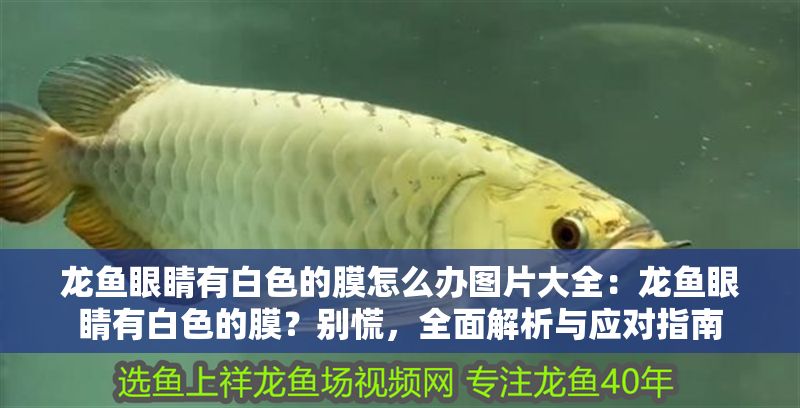 龍魚眼睛有白色的膜怎么辦圖片大全：龍魚眼睛有白色的膜？別慌，全面解析與應對指南