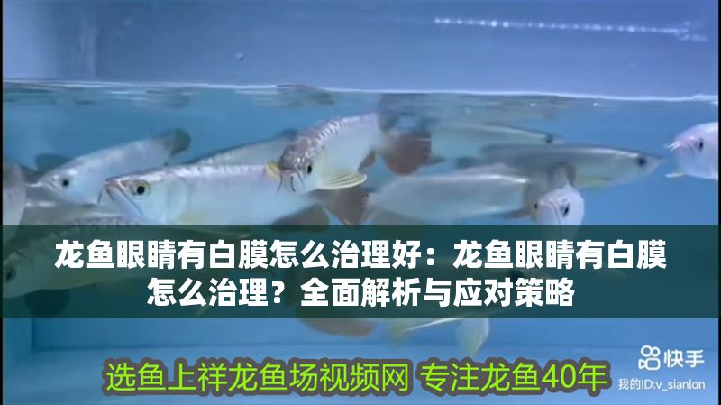 龍魚眼睛有白膜怎么治理好：龍魚眼睛有白膜怎么治理？全面解析與應對策略