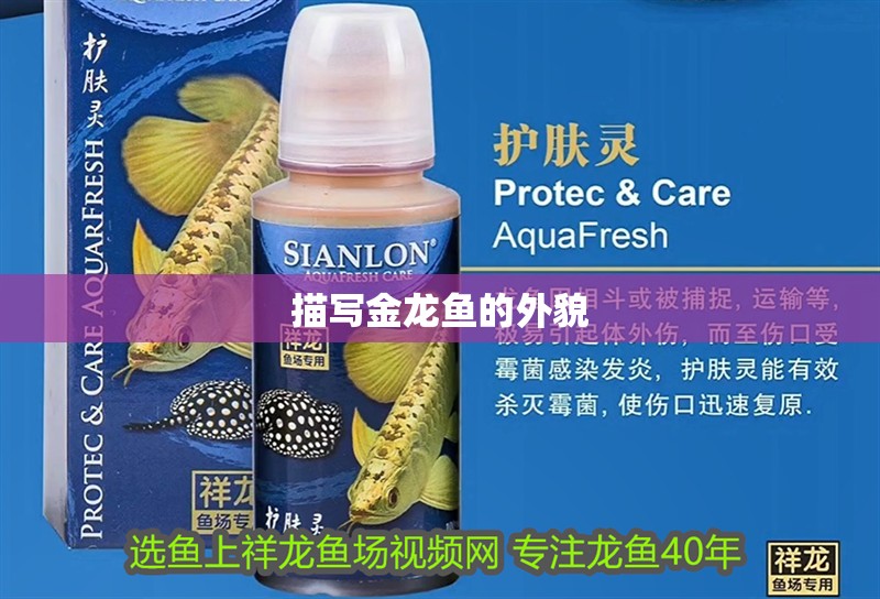 描寫金龍魚的外貌