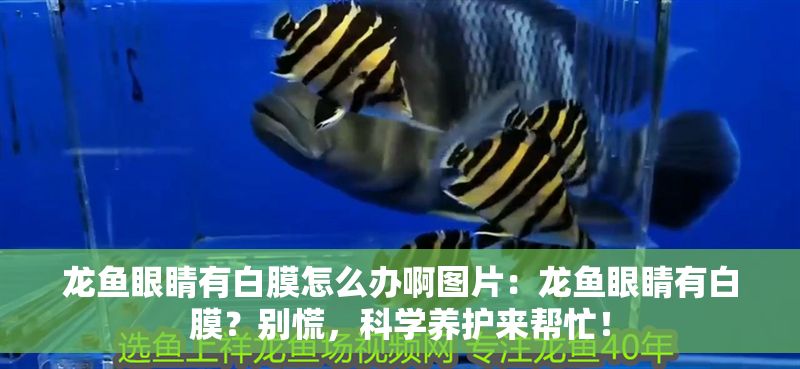龍魚眼睛有白膜怎么辦啊圖片：龍魚眼睛有白膜？別慌，科學養護來幫忙！