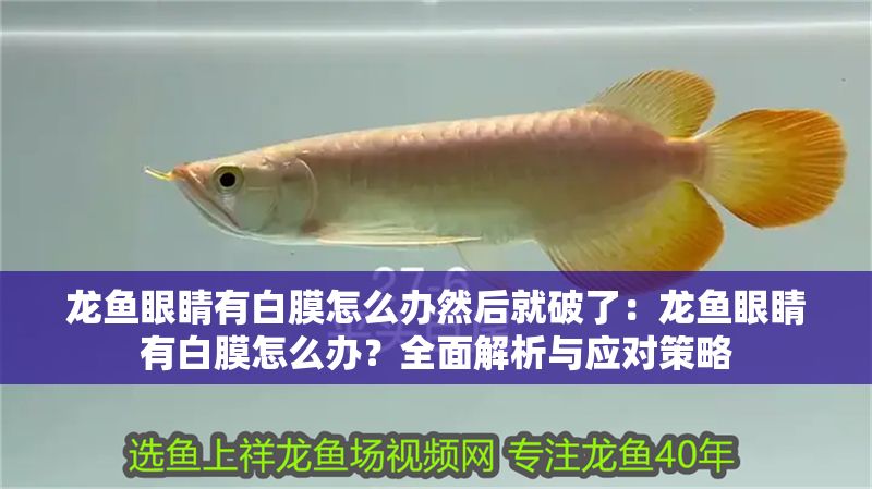 龍魚眼睛有白膜怎么辦然后就破了：龍魚眼睛有白膜怎么辦？全面解析與應(yīng)對(duì)策略