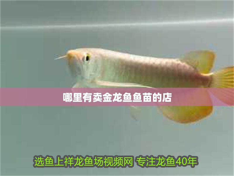 哪里有賣(mài)金龍魚(yú)魚(yú)苗的店