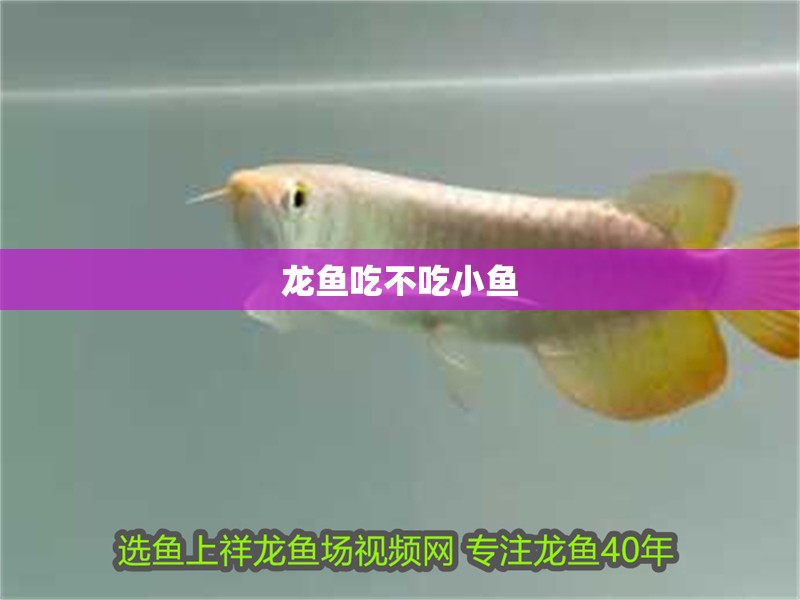 龍魚吃不吃小魚