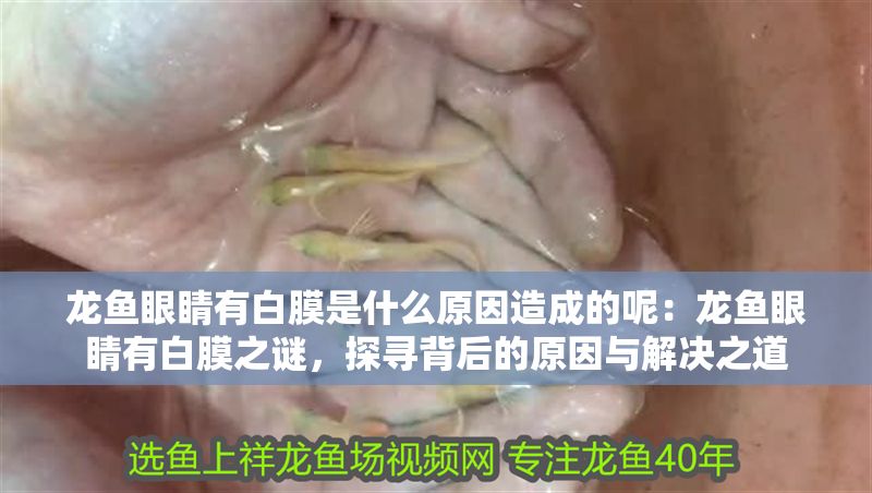 龍魚眼睛有白膜是什么原因造成的呢:龍魚眼睛有白膜之謎,探尋背后的原因與解決之道 龍魚百科 第1張 龍魚眼睛有白膜是什么原因造成的呢:龍魚眼睛有白膜之謎,探尋背后的原因與解決之道 龍魚眼睛有白膜是什么原因造成的呢:龍魚眼睛有白膜之謎,探尋背后的原因與解決之道 龍魚百科 第1張