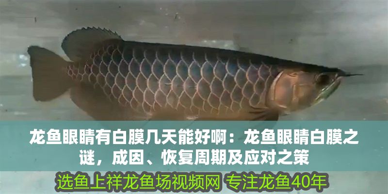 龍魚眼睛有白膜幾天能好啊：龍魚眼睛白膜之謎，成因、恢復(fù)周期及應(yīng)對之策