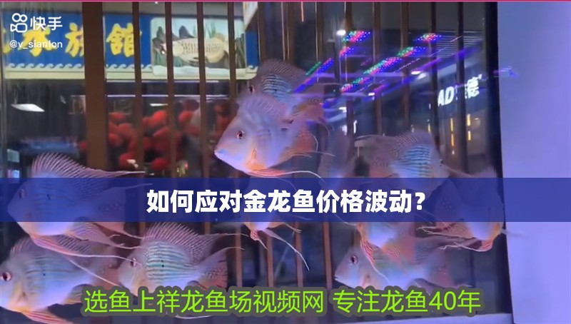 如何應對金龍魚價格波動？