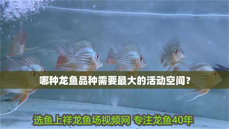 哪種龍魚品種需要最大的活動(dòng)空間？