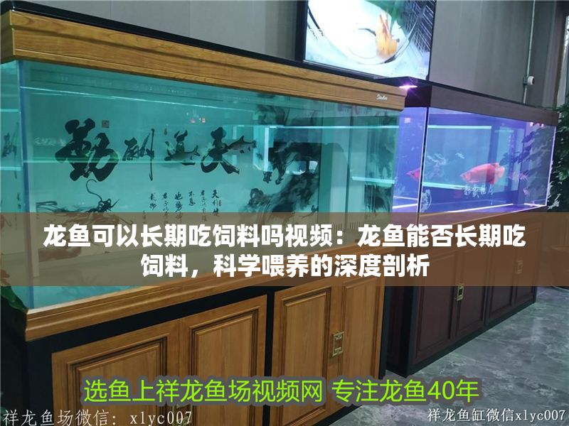 龍魚可以長期吃飼料嗎視頻：龍魚能否長期吃飼料，科學喂養的深度剖析