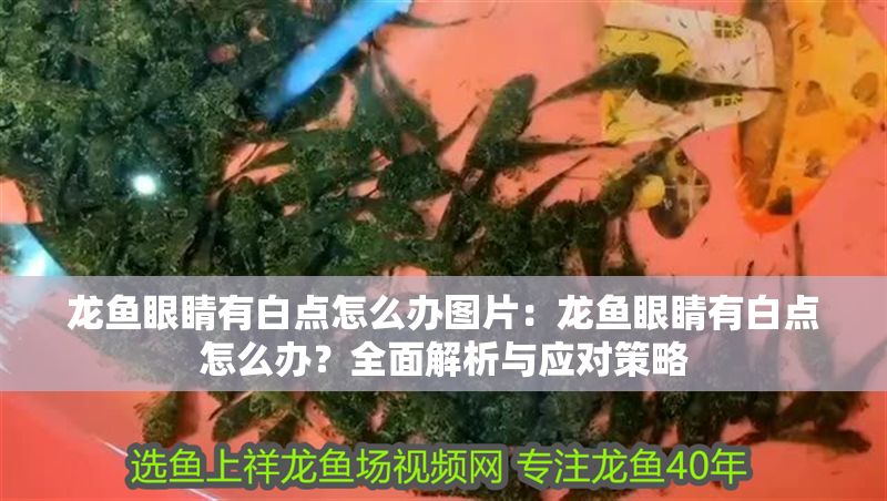 龍魚眼睛有白點怎么辦圖片：龍魚眼睛有白點怎么辦？全面解析與應對策略
