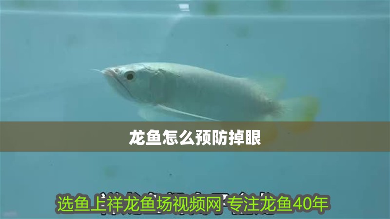 龍魚怎么預防掉眼
