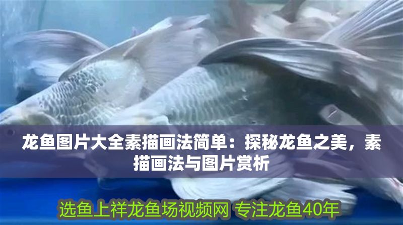 龍魚圖片大全素描畫法簡單：探秘龍魚之美，素描畫法與圖片賞析