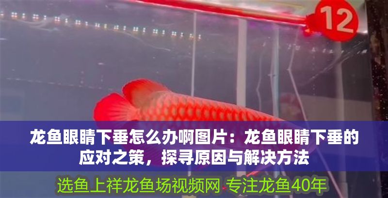 龍魚眼睛下垂怎么辦啊圖片：龍魚眼睛下垂的應對之策，探尋原因與解決方法
