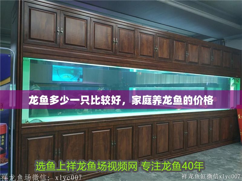 龍魚多少一只比較好，家庭養龍魚的價格