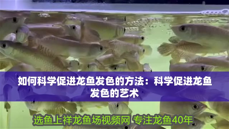 如何科學促進龍魚發色的方法：科學促進龍魚發色的藝術