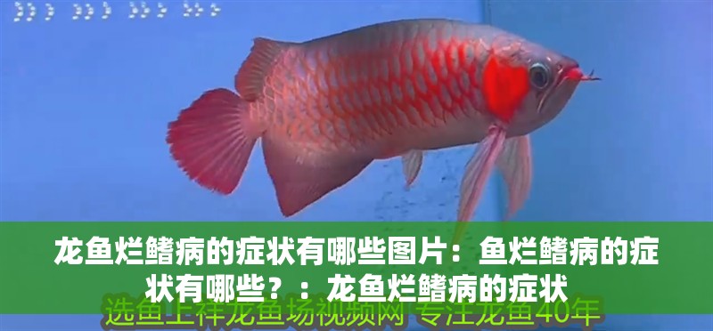 龍魚爛鰭病的癥狀有哪些圖片：魚爛鰭病的癥狀有哪些？：龍魚爛鰭病的癥狀