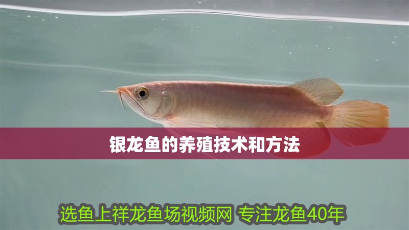 銀龍魚的養(yǎng)殖技術(shù)和方法