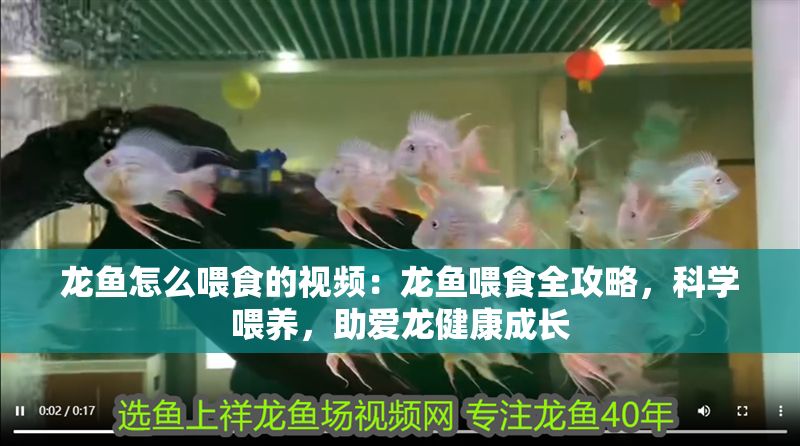龍魚怎么喂食的視頻：龍魚喂食全攻略，科學喂養，助愛龍健康成長