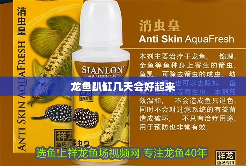 龍魚趴缸幾天會好起來