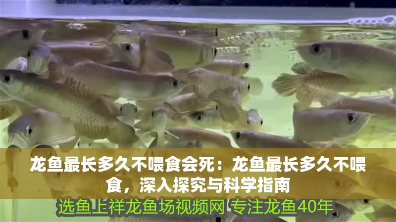 龍魚最長(zhǎng)多久不喂食會(huì)死：龍魚最長(zhǎng)多久不喂食，深入探究與科學(xué)指南