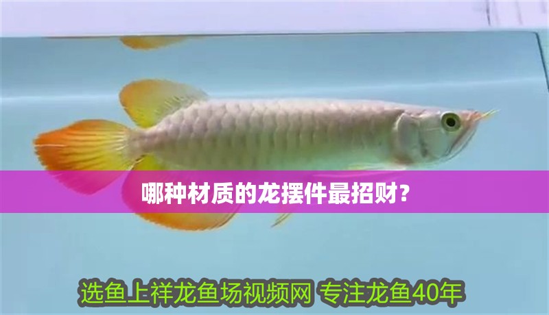 雪龍魚壽命