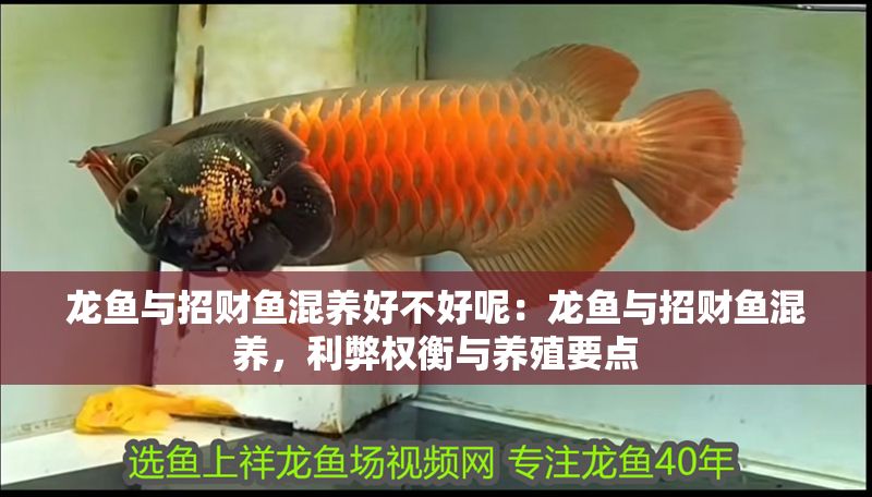 龍魚與招財(cái)魚混養(yǎng)好不好呢：龍魚與招財(cái)魚混養(yǎng)，利弊權(quán)衡與養(yǎng)殖要點(diǎn)