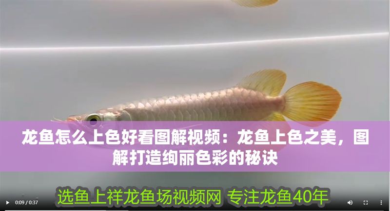 龍魚怎么上色好看圖解視頻：龍魚上色之美，圖解打造絢麗色彩的秘訣