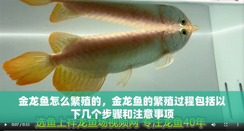 金龍魚怎么繁殖的，金龍魚的繁殖過程包括以下幾個步驟和注意事項
